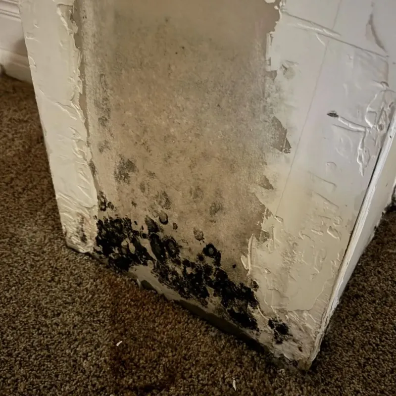 Professional Mold Removal in Wellington, TX